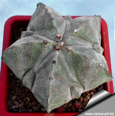 Astrophytum myriostigma cv. Fukuryu [RARE] / 5 seeds - UnusualSeeds