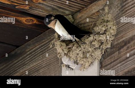 Barn swallow nest building Stock Videos & Footage - HD and 4K Video ...