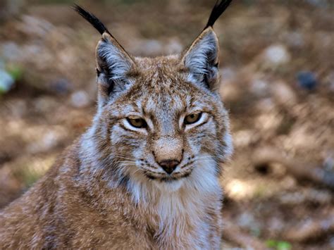 Download wallpaper 1400x1050 cat, wildlife, lynx, predator, standard 4: ...