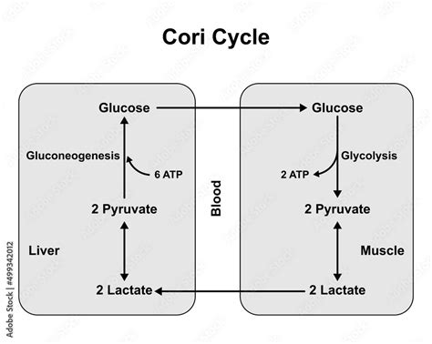 Schematic Diagram of Cori Cycle. Recycling Pathways Between Muscle And Liver. Vector ...