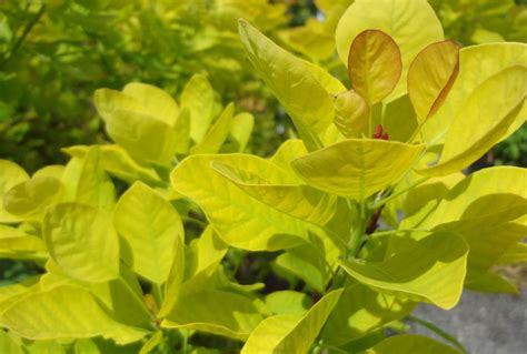 Cotinus coggygria Golden Spirit | Wholesale Nursery - Nurseries in Melbourne, Sydney & Brisbane ...