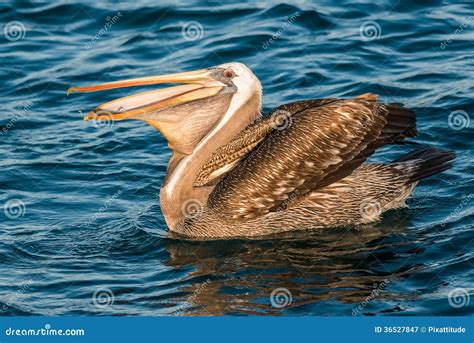 Peruvian Pelican Swallowing Fish In The Peruvian Coast At Piura Royalty Free Stock Photography ...