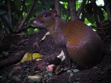 Night Hikes Monteverde Costa Rica | Wildlife Refuge Monteverde