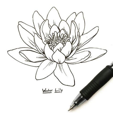 Pin on Tattoos | Lilies drawing, Water lily tattoos, Lotus flower drawing