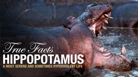 True Facts About Hippos