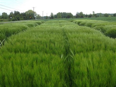 Bill's Forage Files: Growing Malting Barley