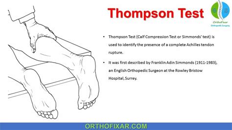 Thompson Test • Easy Explained - OrthoFixar 2022 Compartments Of The ...