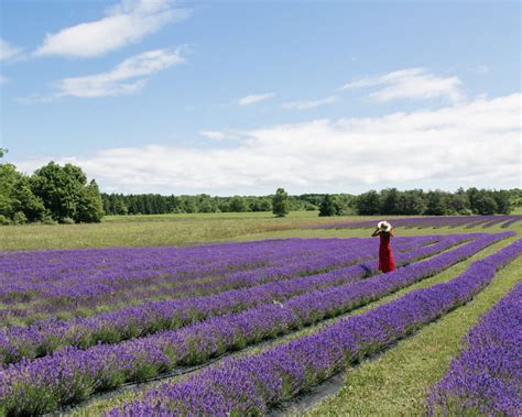 Washington Island Lavender Fields