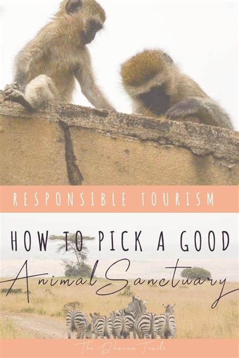 How to find a Good Animal Sanctuary Near Me | The Dharma Trails | Traveling by yourself, Animal ...