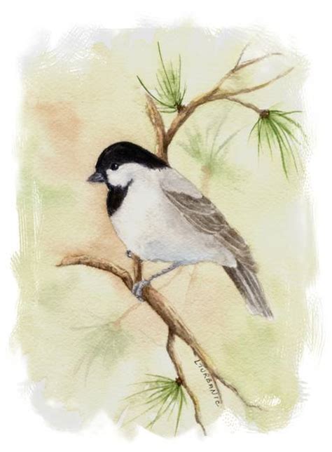 Stunning "Black Capped Chickadee" Artwork For Sale on Fine Art Prints