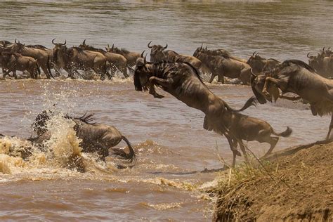 The Great Wildebeest Crossing, Northern Serengeti, Tanzania - Wide ...