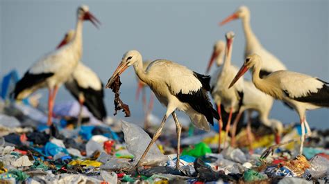 Why do ocean animals eat plastic?