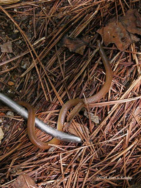 Anybody Seen My Focus?: Eastern Worm Snake (Carphophis amoenus)