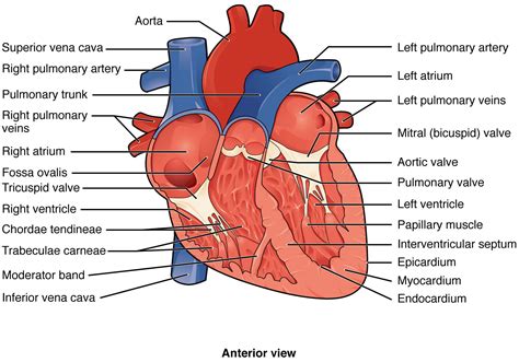 Label Heart Anatomy Heart Anatomy Diagram Label Interior Diagr On ...