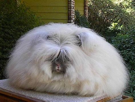 Angora wool - Alchetron, The Free Social Encyclopedia