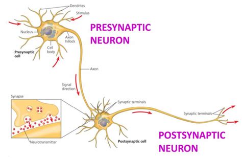 Module 2 - Nervous Sytems Flashcards | Quizlet