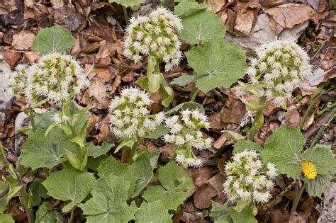 White butterbur (Petasites albus) - Stock Image - C025/4988 - Science Photo Library