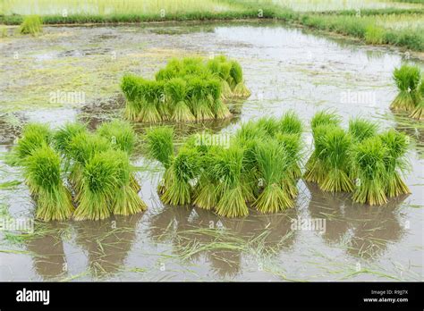 Rice seedlings are ready for planting. Rice agriculture preparation ...