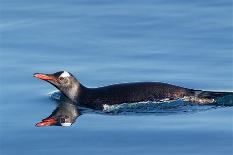 Gentoo Penguin Swimming, Antarctic Peninsula, Antarctica Photograph by Brent Stephenson ...