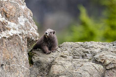 Bringing the endangered Vancouver Island marmot back from the brink | The Narwhal