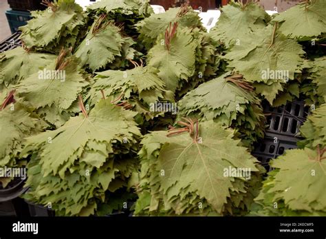 Vine Leaves, Food Stall, Tripoli Souk, Tripoli, Lebanon Stock Photo - Alamy