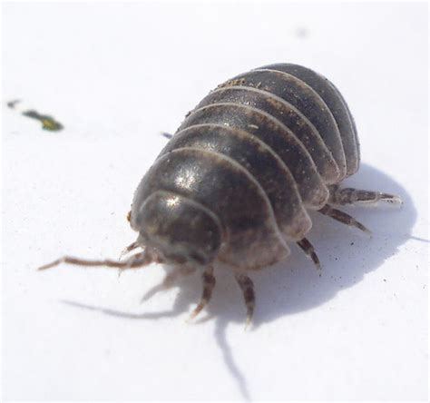 Isopods (Order Isopoda) · iNaturalist.org