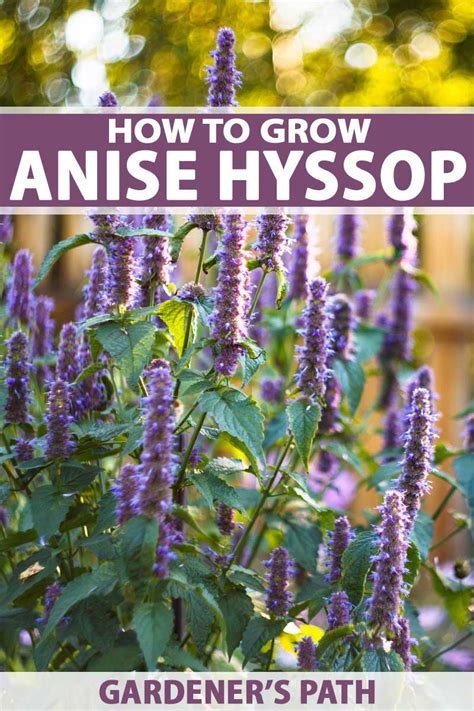 Anise Hyssop,Agastache,Hyssop Plant,Plants for bees,herbs,Anise Hyssop ...