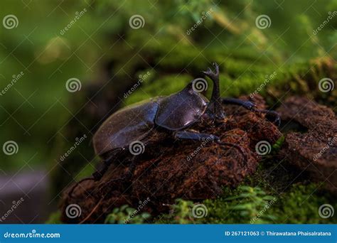 Japanese Rhinoceros Beetle. Allomyrina Dichotomous Septentrionalis ...