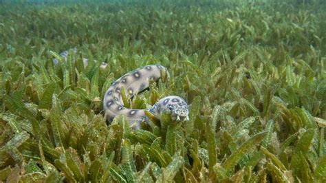 Four Types of Coastal Habitats and Why They Matter | The Pew Charitable ...