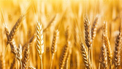 Healthy whole grain harvest in rural summer sunlight outdoors generated by AI 24890957 Stock ...