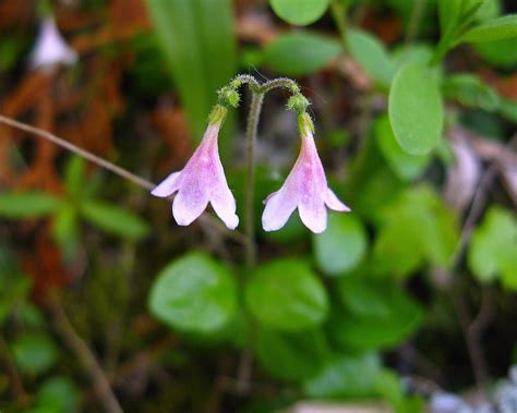 Sweden's unofficial national flower, Linnea Borealis or Twinflower ...