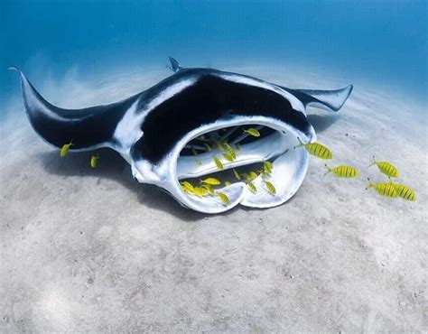 Majestic Manta Ray feeding on the shallow sand flats of Coral Bay ...