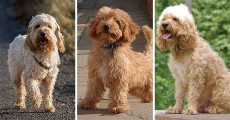 Cockapoo Breed Info: Cocker Spaniel Poodle Mix