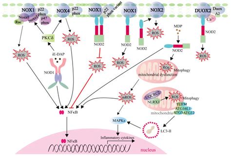 IJMS | Free Full-Text | Roles of PRR-Mediated Signaling Pathways in the Regulation of Oxidative ...