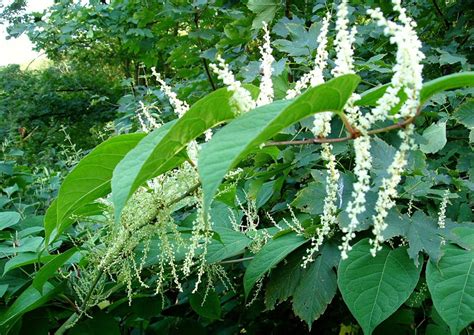 Japanese Knotweed Ireland Granig, Minane Bridge, Cork, Cork, County Cork