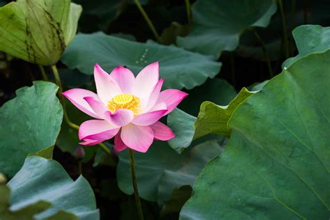 Lotus Flower Symbolism Vietnam | Best Flower Site