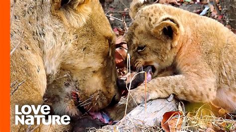 Lion Eating Meat