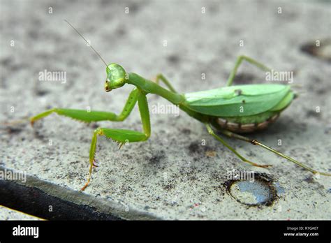 pregnant praying mantis in my garden Stock Photo - Alamy