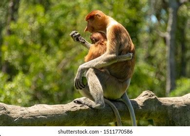 Proboscis Monkey Natural Habitat On Island Stock Photo (Edit Now) 1511770586 | Shutterstock