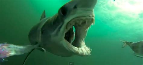 Friday Fun: Mako Shark Attacks Go Pro - SnowBrains