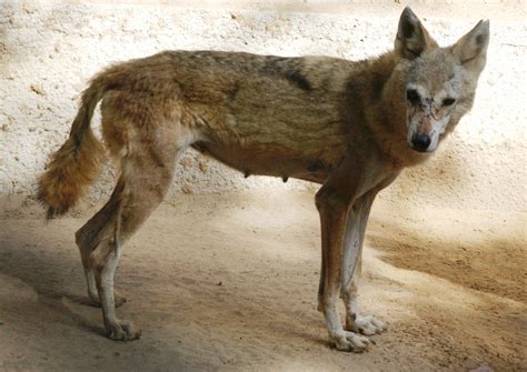 Conservation in conflict: Advancement and the Arabian wolf