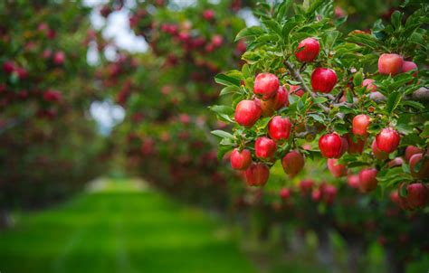 Fruit Trees - Home Gardening Apple, Cherry, Pear, Plum: Beautiful Fruit ...