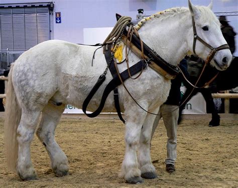 Horse Breeds - Percheron