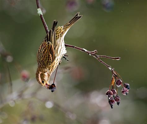 Purple Finch | Audubon Field Guide