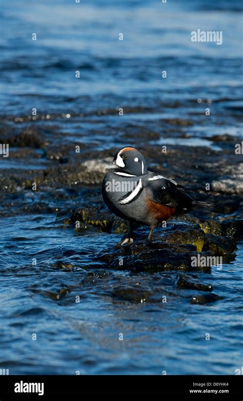 Harlequin Duck male in breeding plumage portrait Stock Photo - Alamy