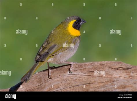 Cuban finches hi-res stock photography and images - Alamy