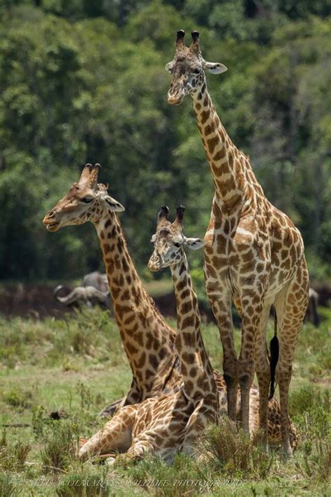 Giraffe family | Giraffe pictures, Giraffe, Animals beautiful