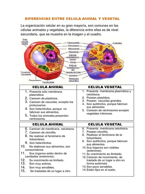 Cuales Son Las Diferencias Estructurales Entre La Celula Animal Y ...