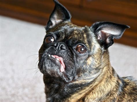 50 Ugly Dogs That Are Still So Darn Cute | Reader's Digest Canada