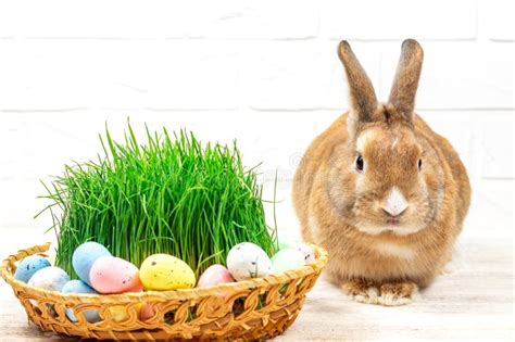 Fluffy Easter Bunny with a Basket of Painted Selective Focus. Easter ...